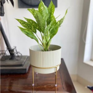 White & Golden Metallic Zaria Planter